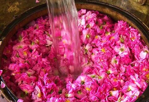 خرید عمده گلاب با کیفیت و انتخابی هوشمندانه با شرکت فولاد گل
