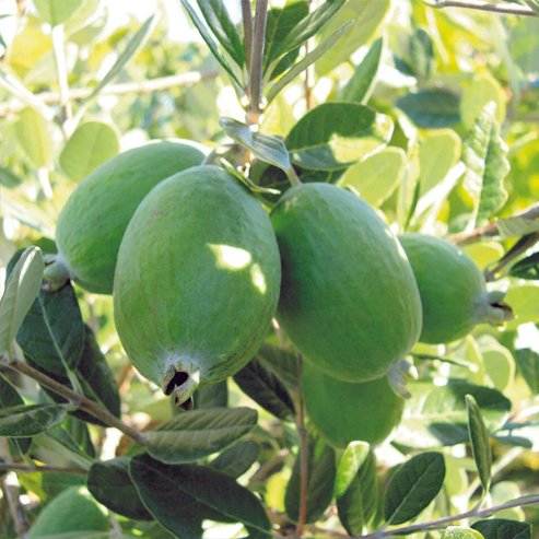 تصویر 3 از فروش نهال فیجوا بالغ شناسنامه دار + خرید تضمینی محصول