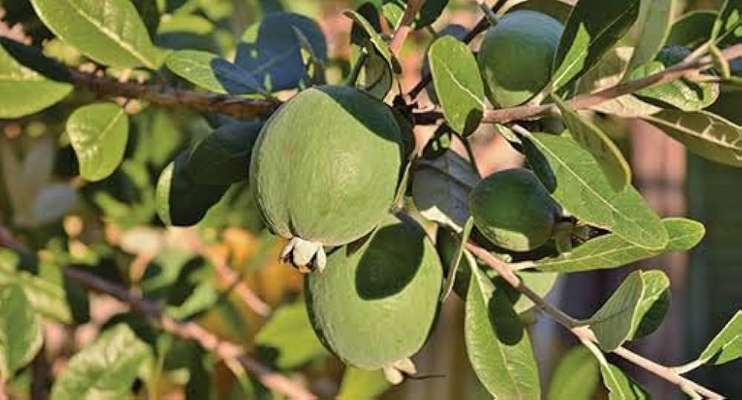 تصویر 4 از فروش عمده فیجوا تولید ایران + ارسال مستقیم از مزارع شمال