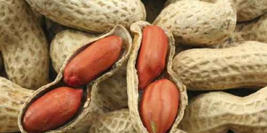 تصویر 4 از خشکبار مرغوب + خرید به صرفه وتضمینی