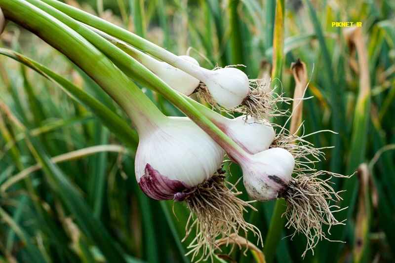 تصویر 4 از معرفی سیرگیلان + بهترین قیمت خرید