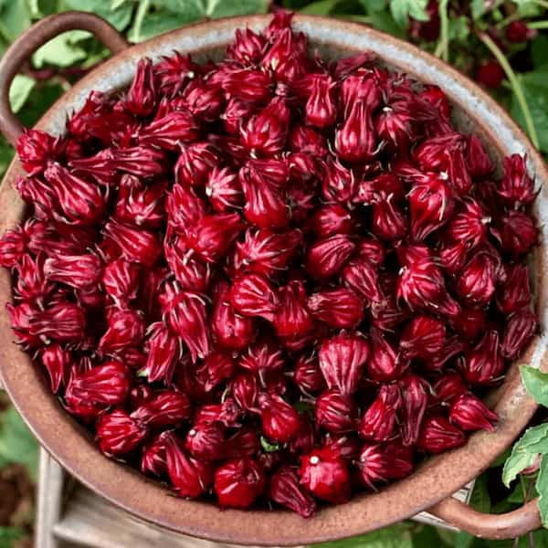 تصویر 5 از بهترین چای ترش ایرانی + قیمت خرید عالی