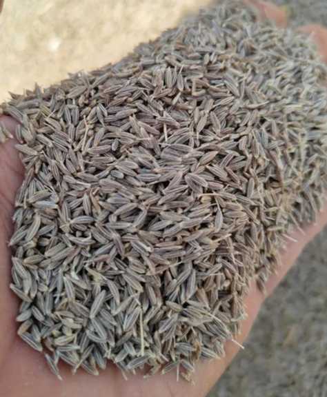 تصویر 5 از زیره سیاه دست‌ چین معطر سبزوار + قیمت