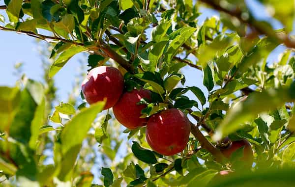 تصویر 4 از خرید و فروش سیب قرمز لوکس کوهستانی