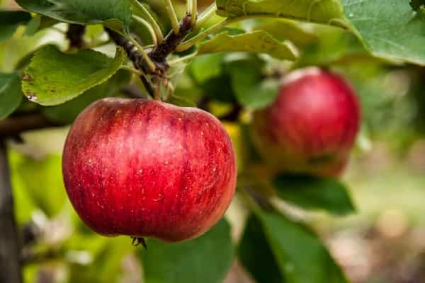 تصویر 1 از خرید و فروش سیب قرمز لوکس کوهستانی
