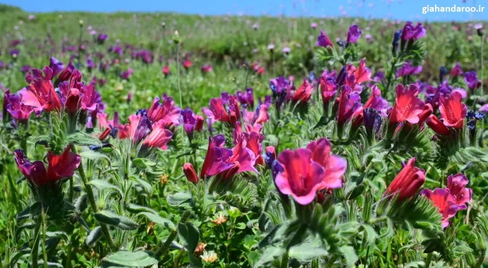 تصویر 1 از خرید عمده گل گاوزبان ایرانی + قیمت رقابتی صادراتی