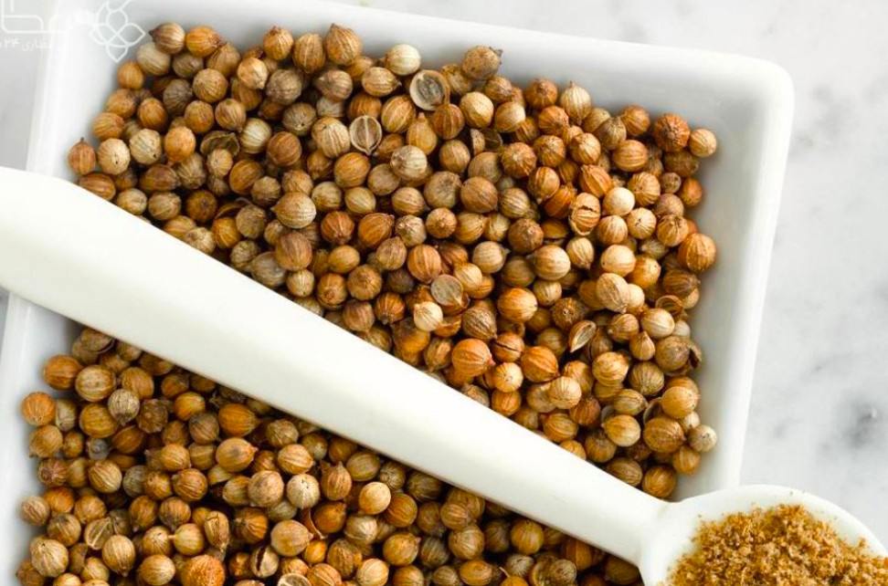 تصویر 1 از خرید بذر گشنیز در بندرعباس + ارسال از آناهیتا گشنیز