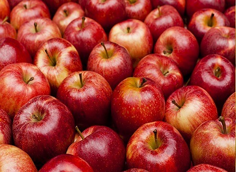 تصویر 1 از قیمت خرید سیب قندک + فروش ویژه