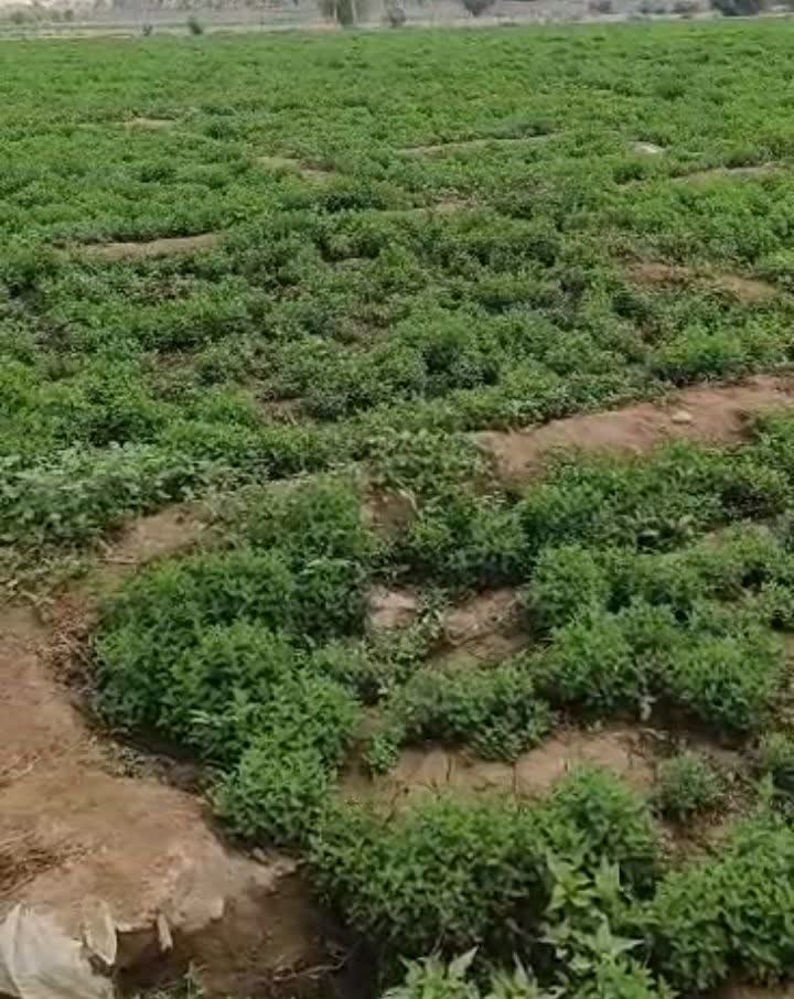 خرید و فروش عمده نعناع تازه و خشک