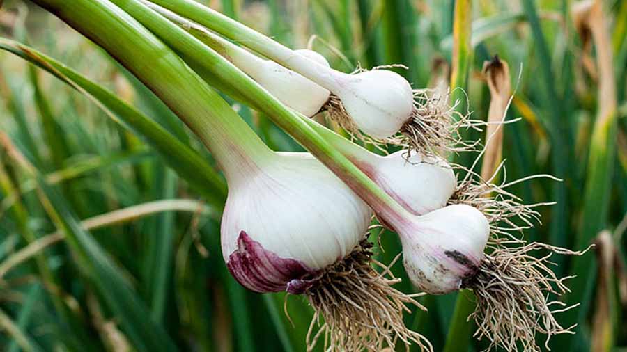 تصویر 5 از فروش سیر ریز + قیمت خرید به صرفه