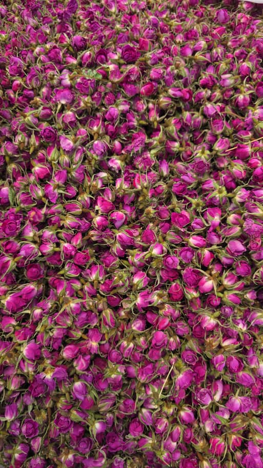 قیمت عمده غنچه گل محمدی خشک صادراتی + با شرایط فوق العاده