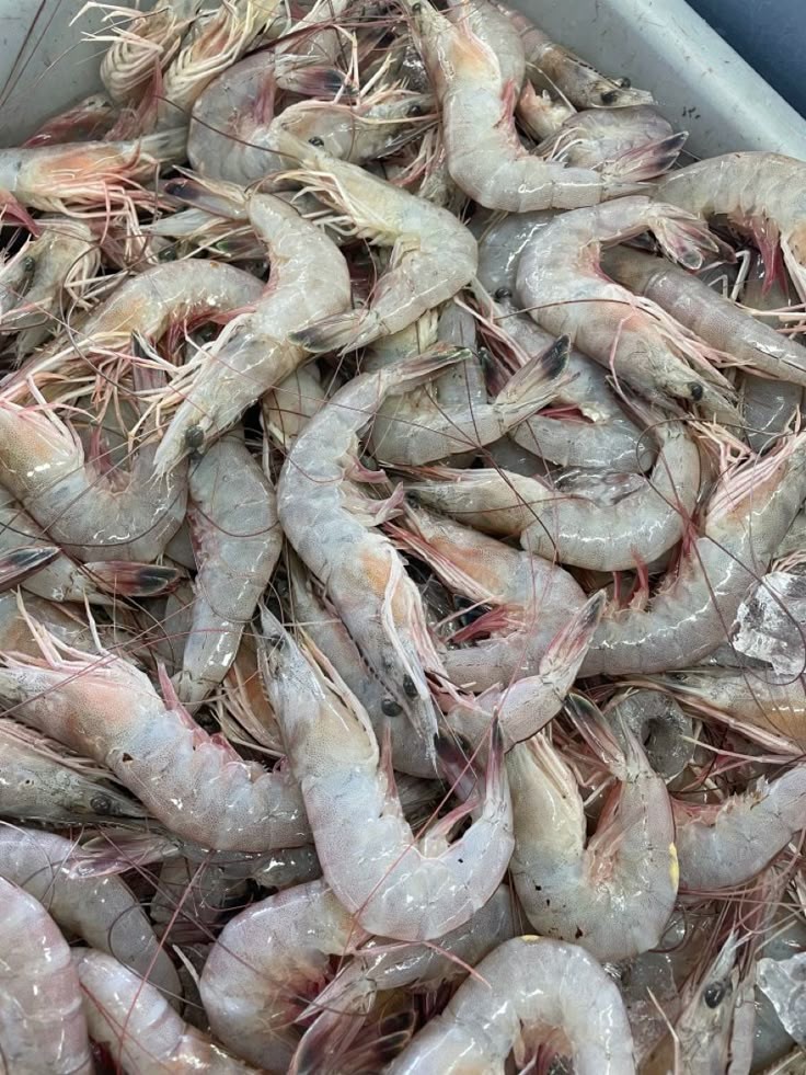 تصویر 1 از میگوی تازه جنوب + قیمت مقرون به صرفه
