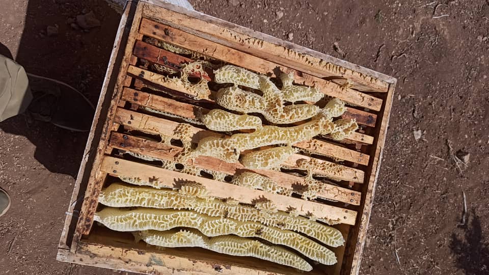 تصویر 4 از عسل آویشن ارگانیک مرغوب لرستان