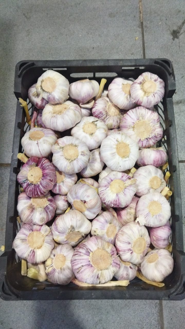 تصویر 2 از قیمت خرید سیر تازه خشک + فروش ویژه