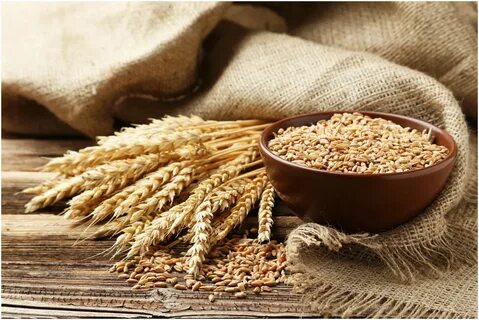 تصویر 1 از گلوتن گندم پودر صادراتی و ممتاز