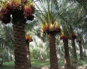 تصویر 1 از خرمای مضافتی بم 800 گرمی + انتخاب نخبگان بازار