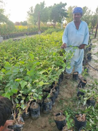 تصویر 3 از تولید عمده نهال کنار رقم پیشین + فروش نهال کنار پیشین پیوندی