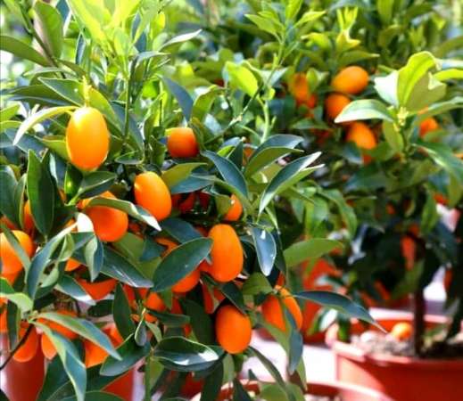 تصویر 4 از قیمت نهال کامکوات دو ساله میوه دار مازندران