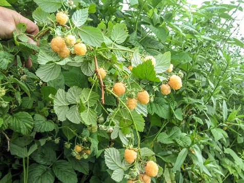 تصویر 1 از قیمت نهال رزبری + فروش نهال رزبری شناسنامه دار
