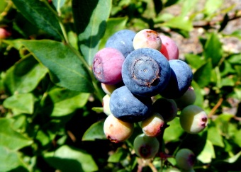 تصویر 3 از فروش عمده نهال بلوبری رقم سردسیر + بستر کشت تخصصی