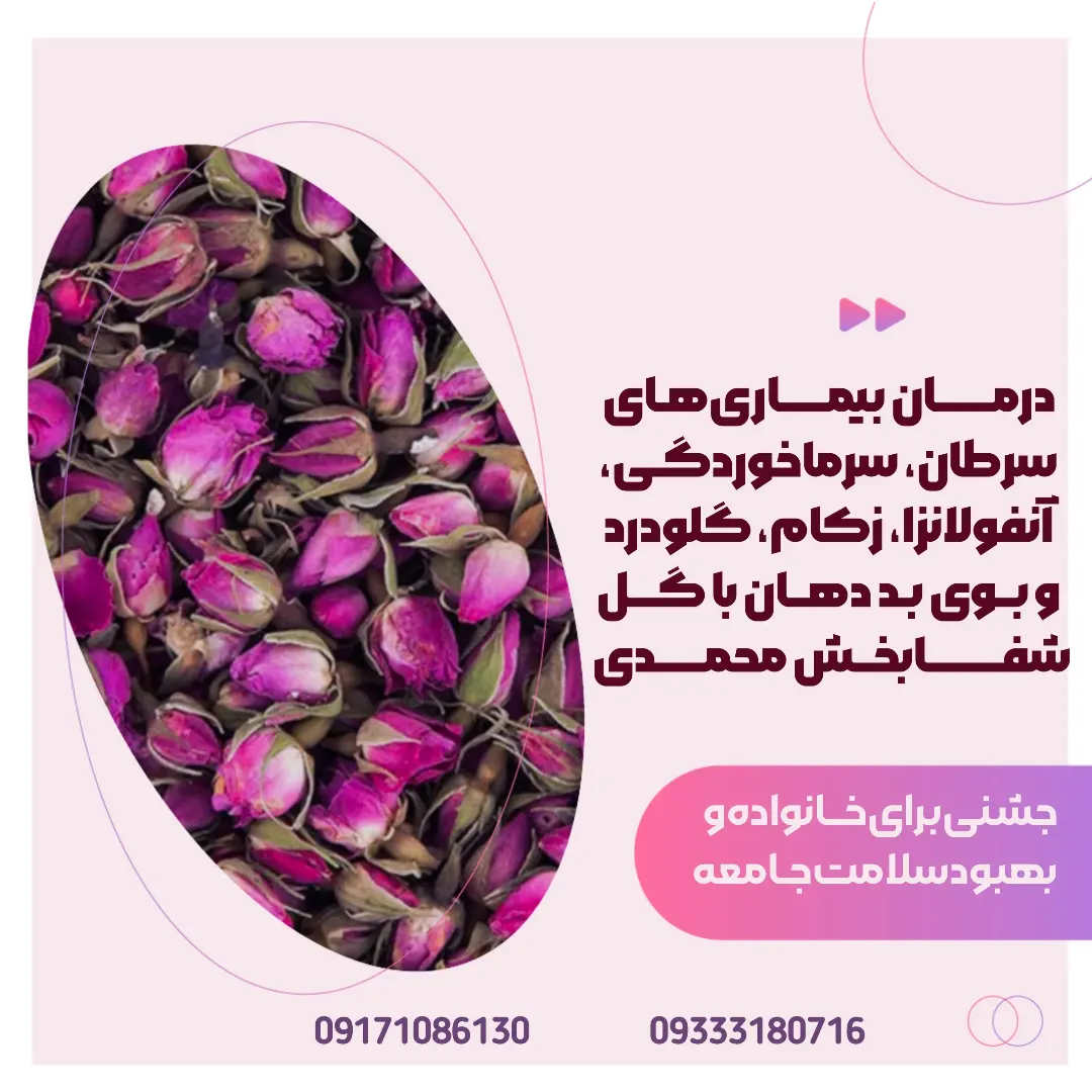 غنچه گل محمدی بهترین کیفیت و قیمت ایران
