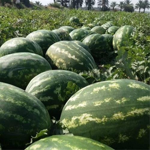 قیمت خرید هندوانه یونیژن + خرید آسان