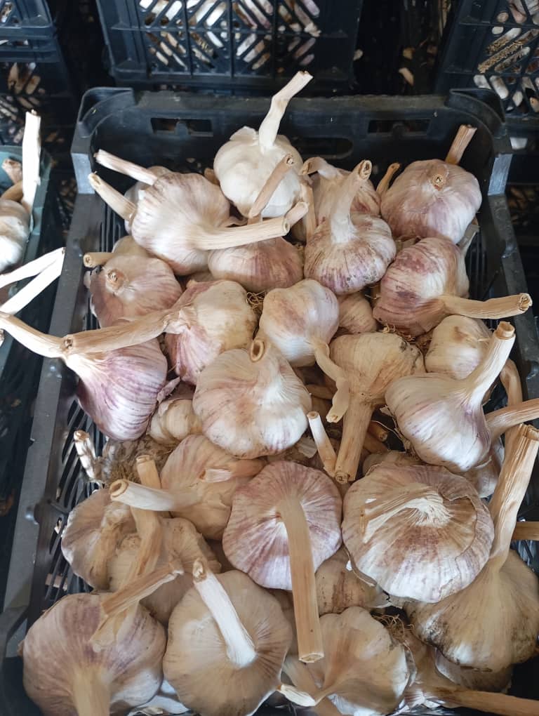 فروش عمده بذر سیر قرمز پارسا آباد