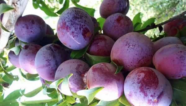تصویر 3 از قیمت خرید آلو بخارا خشک نیشابور با فروش عمده