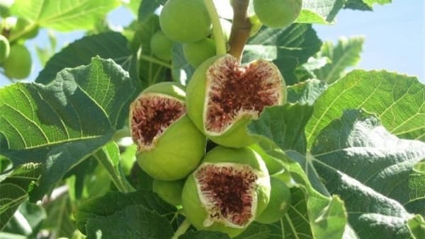 تصویر 5 از خرید و قیمت انجیر خشک آردی ارگانیک + فروش عمده
