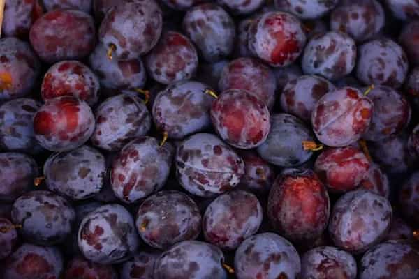 تصویر 1 از فروش آلو بخارا خشک شابلون + قیمت خرید به صرفه