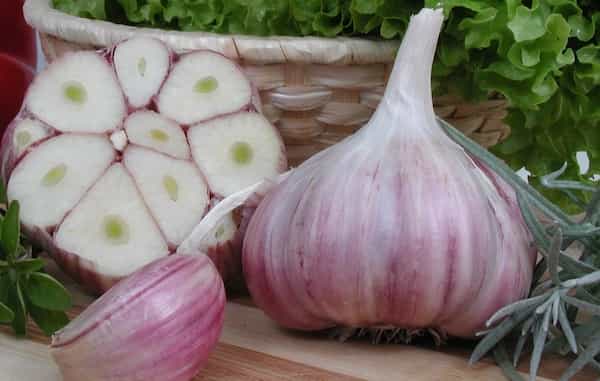 تصویر 1 از قیمت خرید سیر تند با فروش عمده