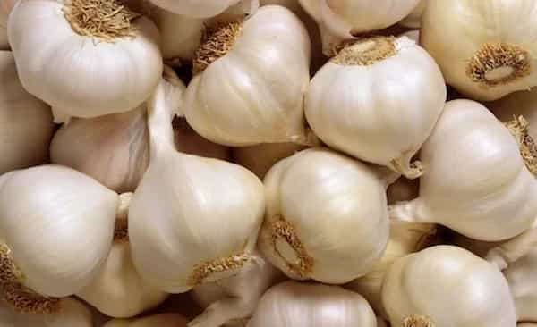 تصویر 1 از قیمت سیر تازه شیرین + خرید باور نکردنی