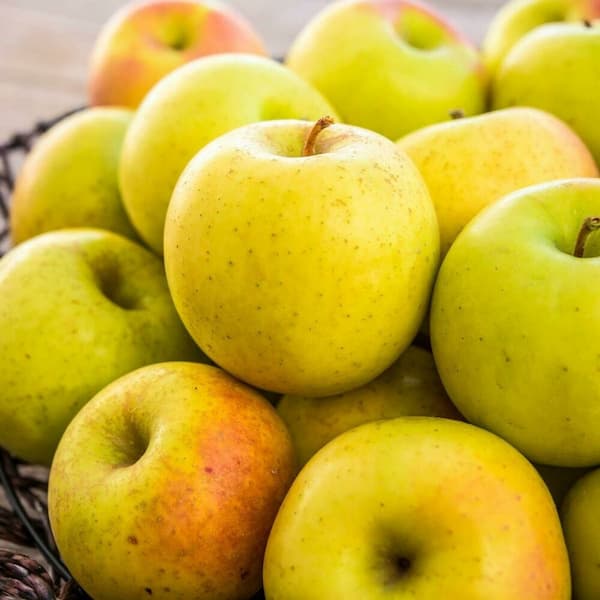 تصویر 5 از خرید و قیمت سیب زرد گلدن دلیشز + فروش عمده