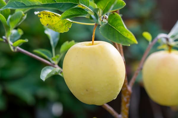 خرید و قیمت سیب زرد گلدن دلیشز + فروش عمده