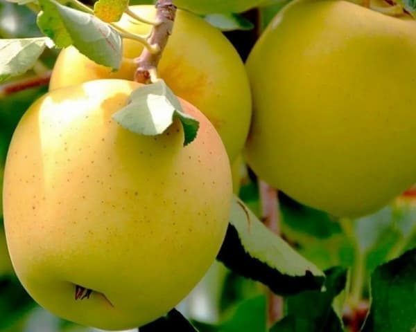 تصویر 4 از خرید و قیمت سیب زرد گلدن دلیشز + فروش عمده