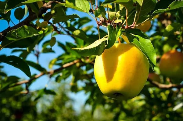 تصویر 2 از خرید و قیمت سیب زرد گلدن دلیشز + فروش عمده