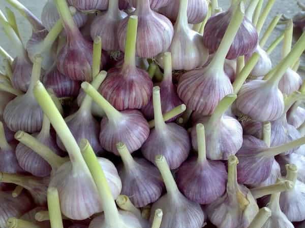 تصویر 4 از فروش سیر سخت گردن  + قیمت خرید به صرفه