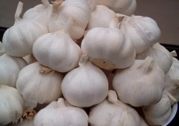 تصویر 2 از قیمت خرید سیر نرم گردن عمده به صرفه و ارزان