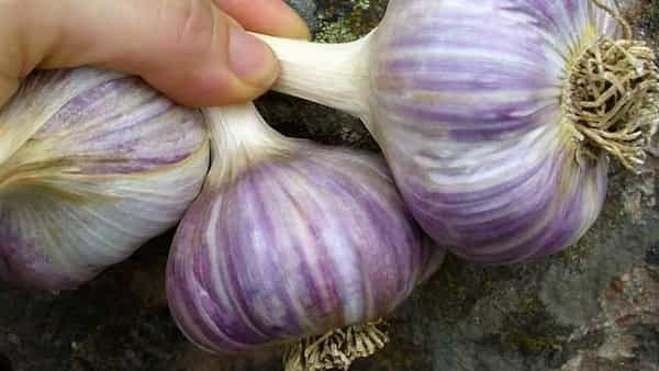 تصویر 1 از قیمت خرید سیر نرم گردن عمده به صرفه و ارزان