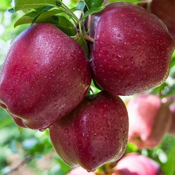 تصویر 2 از خرید و قیمت  سیب قرمز فوجی + فروش عمده