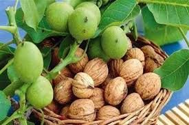 تصویر 1 از فروش عمده گردو با کیفیت پوست کاغذی + با قیمت مناسب