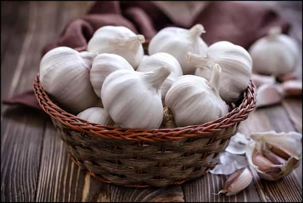 تصویر 5 از خرید و قیمت سیر هاردنک آسیایی + فروش عمده