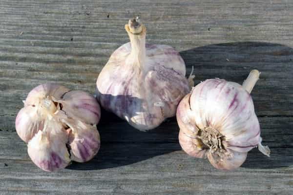 تصویر 4 از خرید و قیمت سیر هاردنک آسیایی + فروش عمده