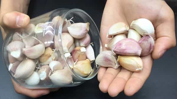 تصویر 1 از خرید اسلایس سیر + فروش عمده