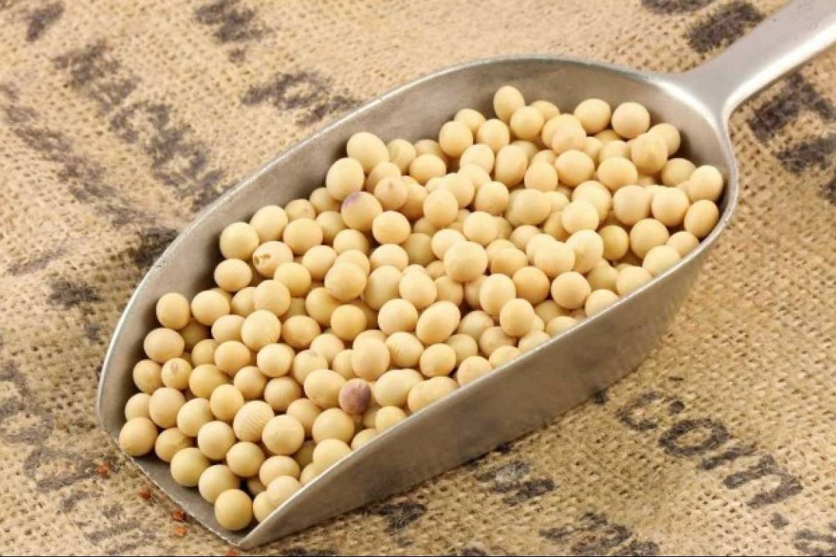 دانه سویا