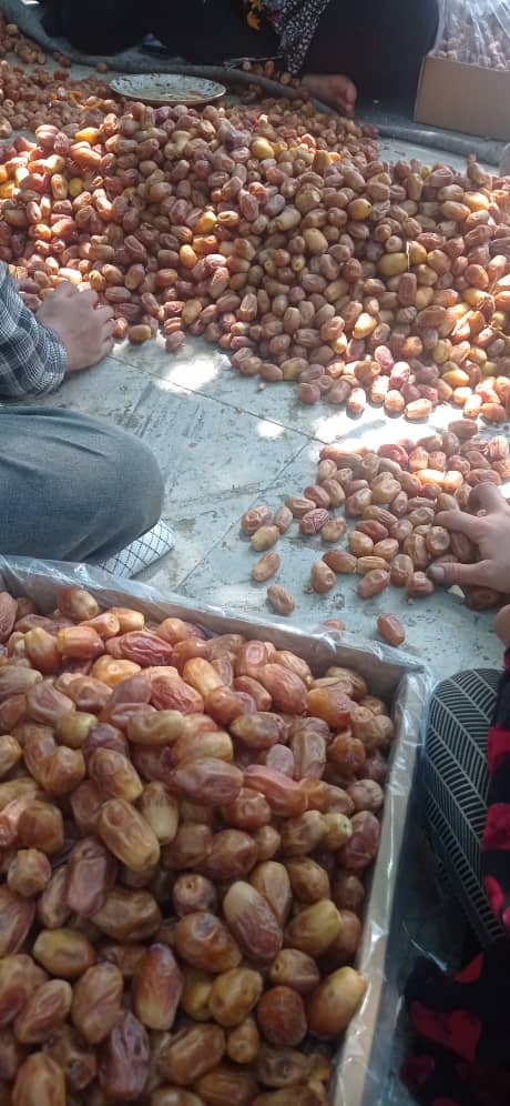 تصویر 3 از خرید انواع خرما زاهدی خشک بهترین کیفیت تازه برداشت 1404