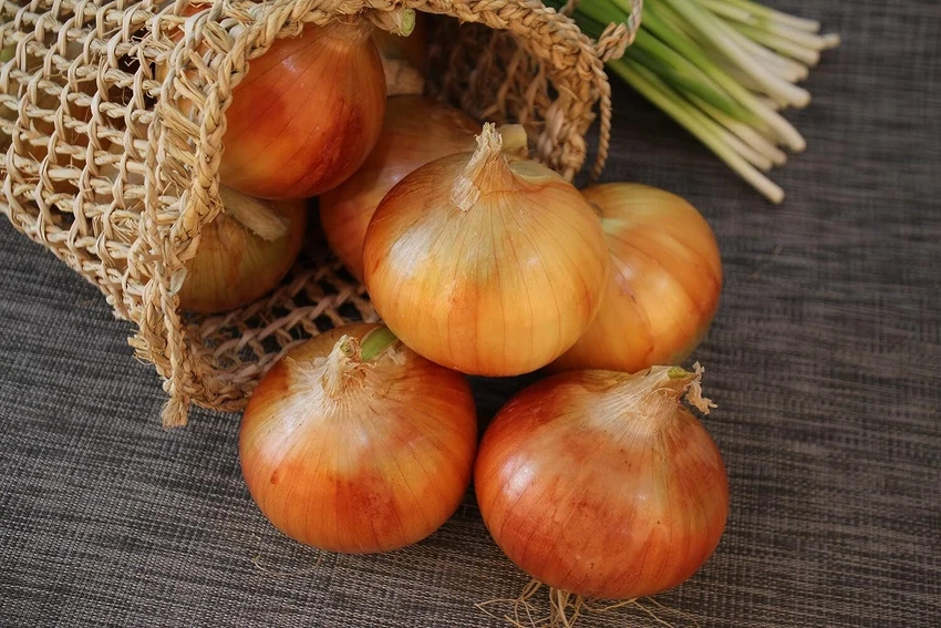 تصویر 2 از فروش پیاز زرد درجه یک قم + قیمت خرید به صرفه