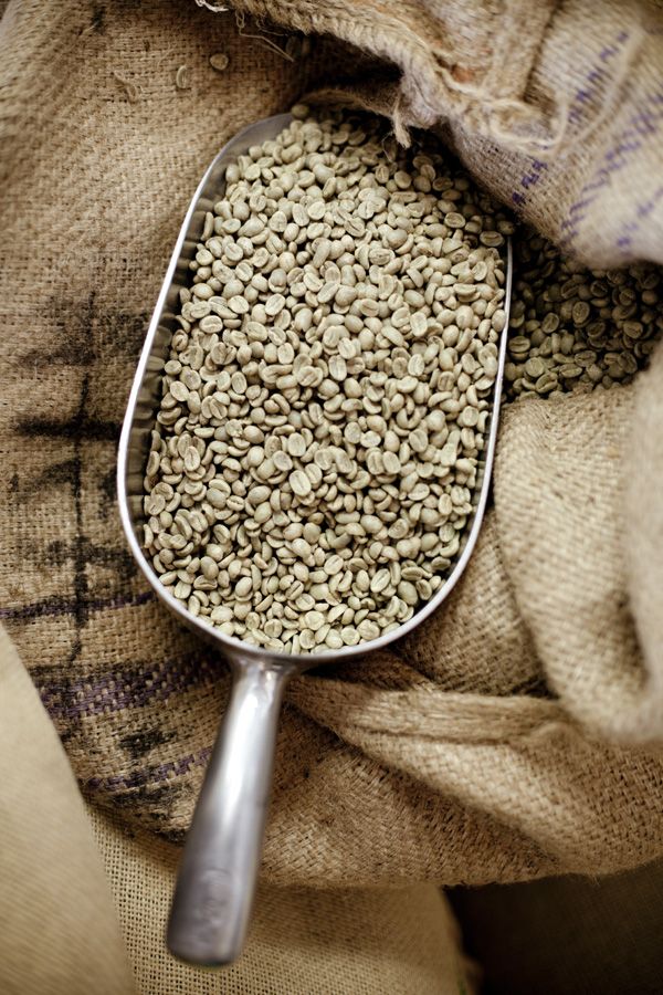 فروش عمده قهوه خام پلنتیشن AA (عربیکا)