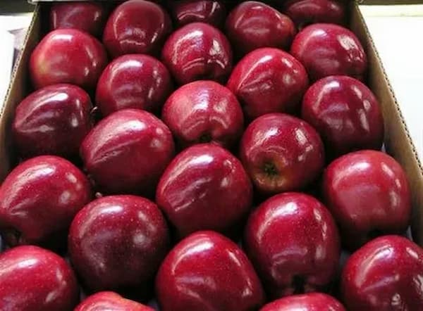 تصویر 2 از خرید و قیمت سیب قرمز گرنی اسمیت + فروش عمده