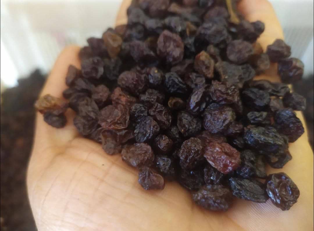 بهترین کشمش افتابی در فارس